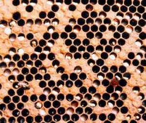 Simptoma e mykut të bletës 1