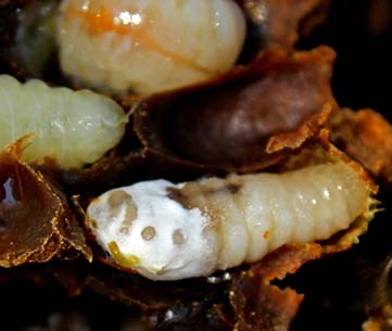 Simptoma e mykut të bletës 3